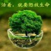 怒放的生命的头像