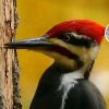 啄木鸟的头像