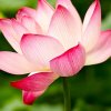秋的头像