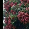 幸福向前的头像