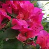 春暖花开杰作的头像