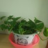 蜻蜓的头像