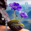 心意園的头像