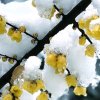 傲雪寒梅的头像