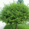 无悔人生的头像