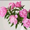 沁水百合中号的头像