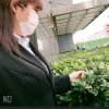 东篱菊客非之歌冷退的头像