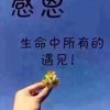 真的爱你的头像