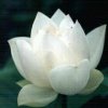 平安是福的头像