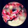 梅花的头像