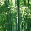 一生快乐的头像