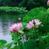 雨落无声℡的头像