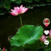好运连连的头像