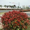 绿叶红花的头像
