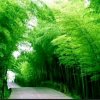 农二娃的头像