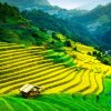 财源广进的头像