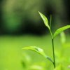 茶颜的头像