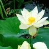 静听的头像