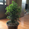 一帆风顺的头像