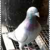 鸽王的头像