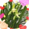 春兰草的头像