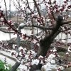 星月【回眸】的头像