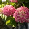 君越芳芳的头像