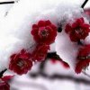 傲雪寒梅的头像