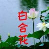 天籁百合忙的头像