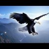 雄鹰翱翔蓝天的头像