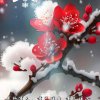 傲雪寒梅《无名》的头像