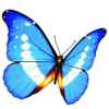 蝴蝶的头像