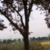 花开的头像