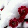 幸福像花儿的头像
