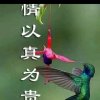 九哥的头像