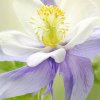 静静聆听的头像