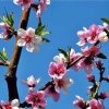 （野马）日行千里的头像
