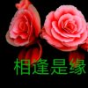 梅兰竹菊的头像