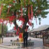 东方高歌的头像