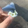 薷的头像