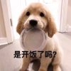 大脸猫wonfree的头像