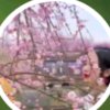 grass的头像
