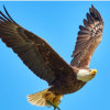 展翅雄鹰的头像