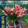 同城花卉的头像