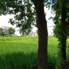 梧桐花开，凤凰自来的头像