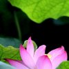 小何的头像