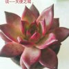 追梦的头像