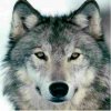狼的头像