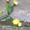 芯月的头像