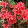 胡杏芳的头像